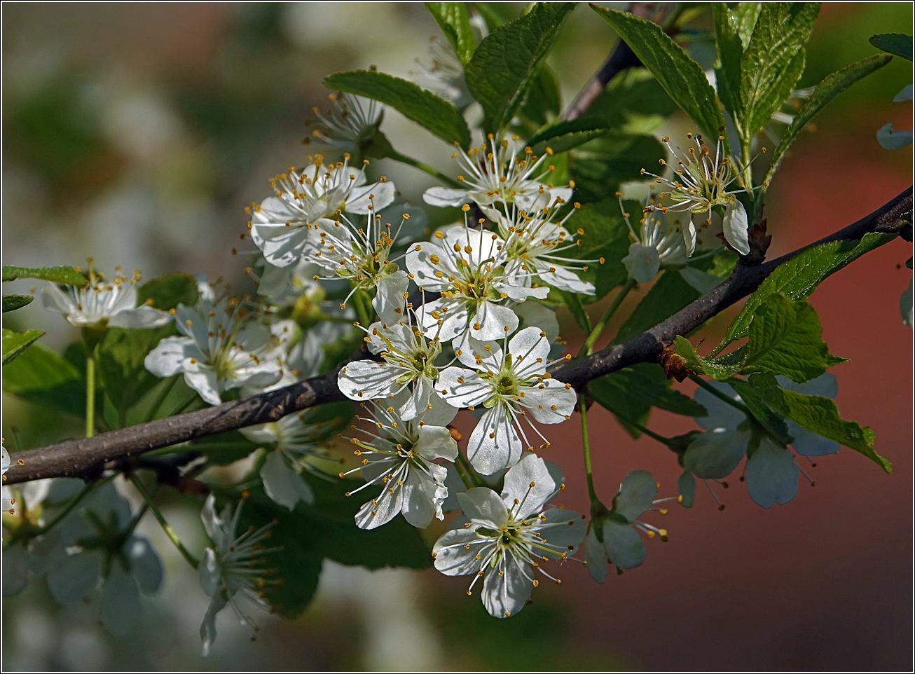 Image of Prunus spinosa specimen.