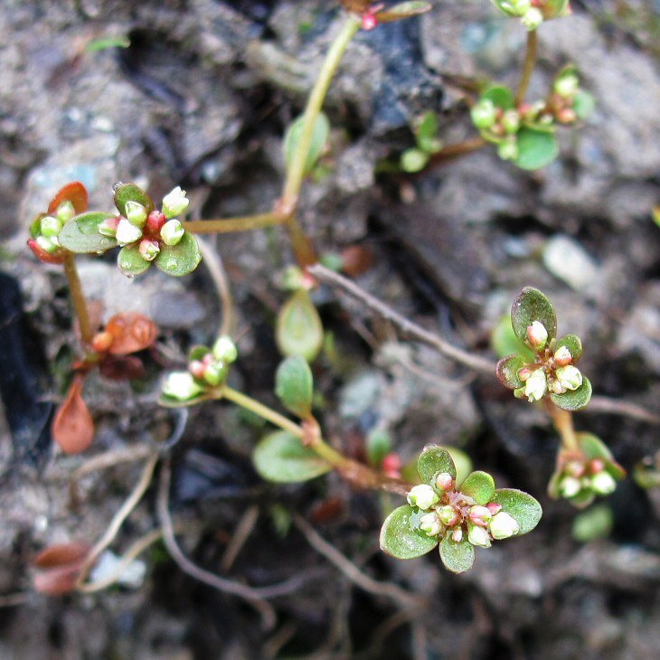 Image of Koenigia islandica specimen.