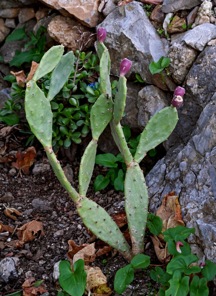 Изображение особи Opuntia stricta.