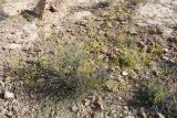 Pimpinella aurea