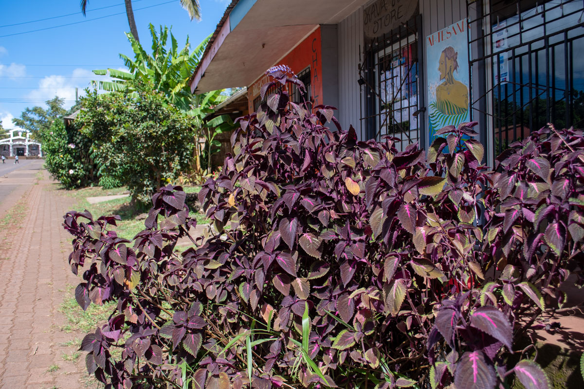 Изображение особи Coleus scutellarioides.