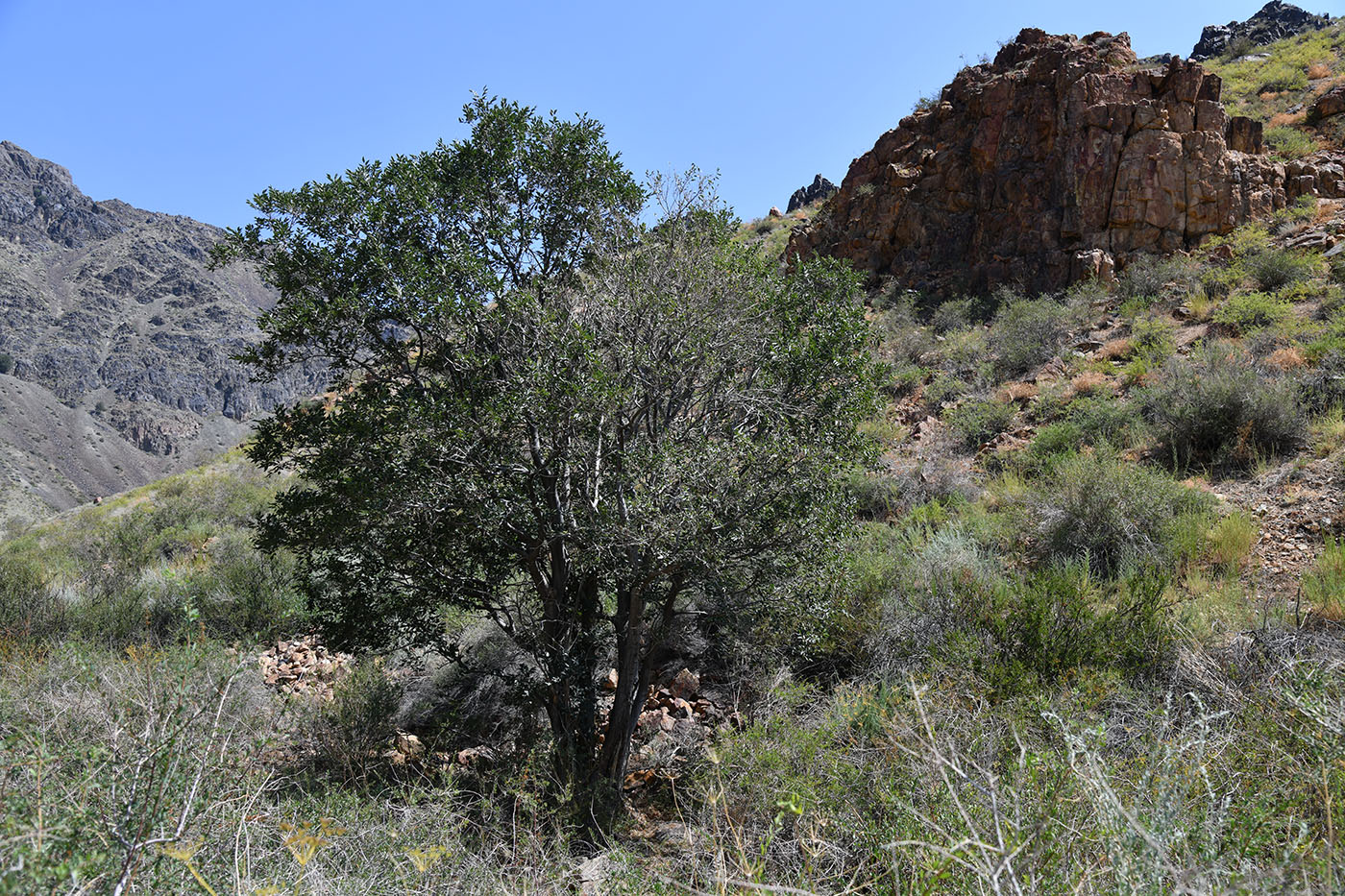 Image of Celtis caucasica specimen.