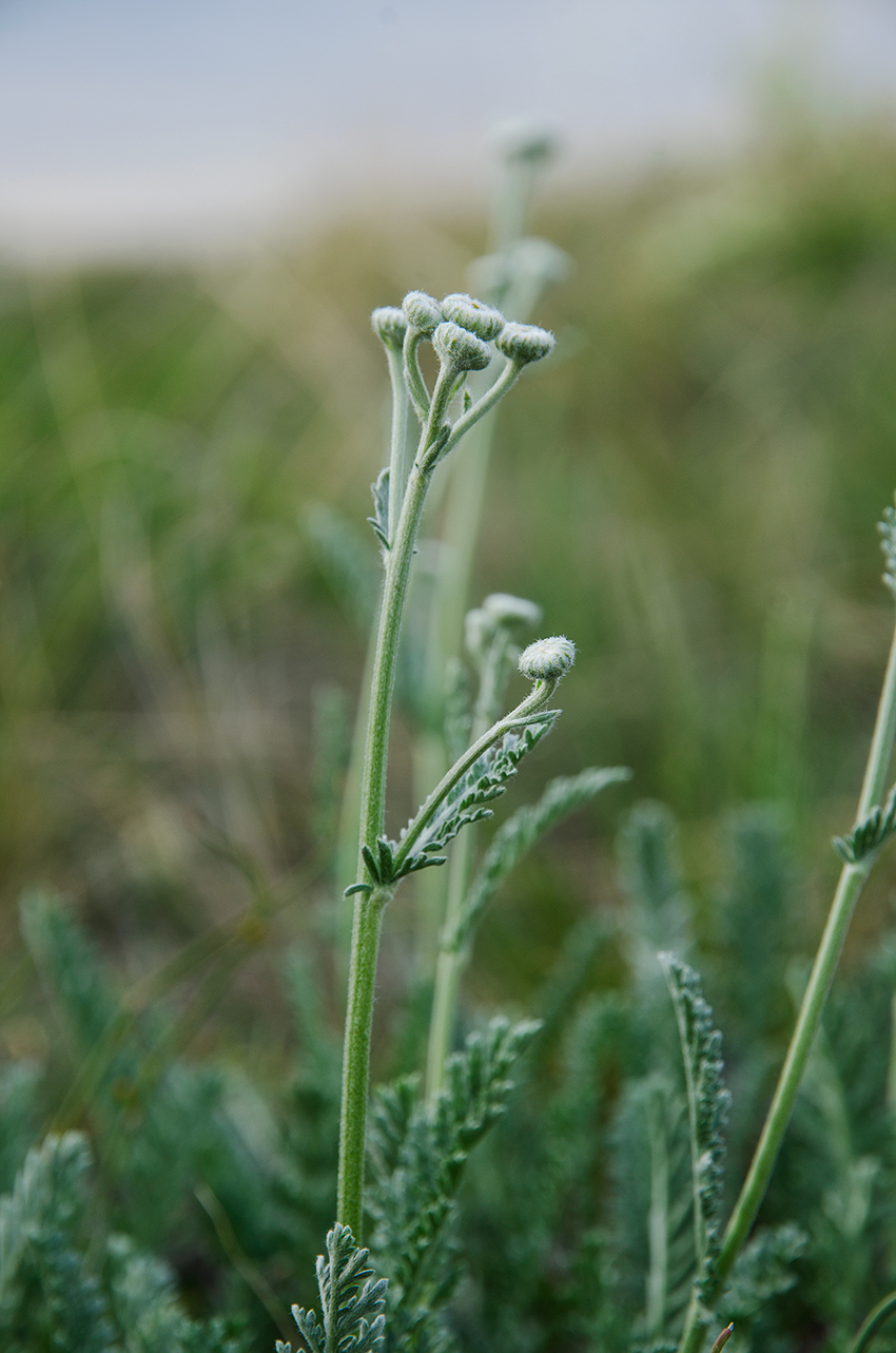 Image of Tanacetum kittaryanum specimen.