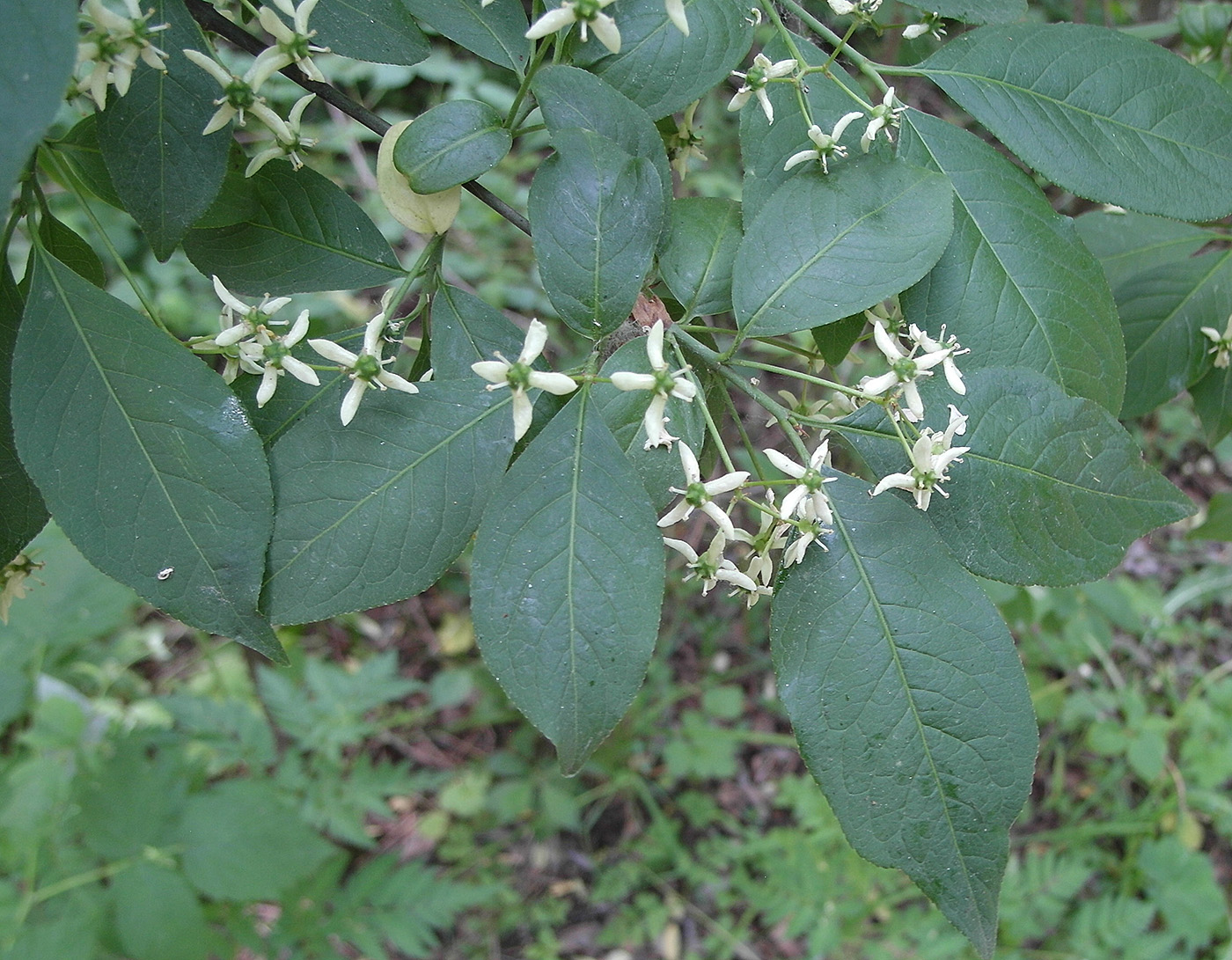 Изображение особи Euonymus maackii.