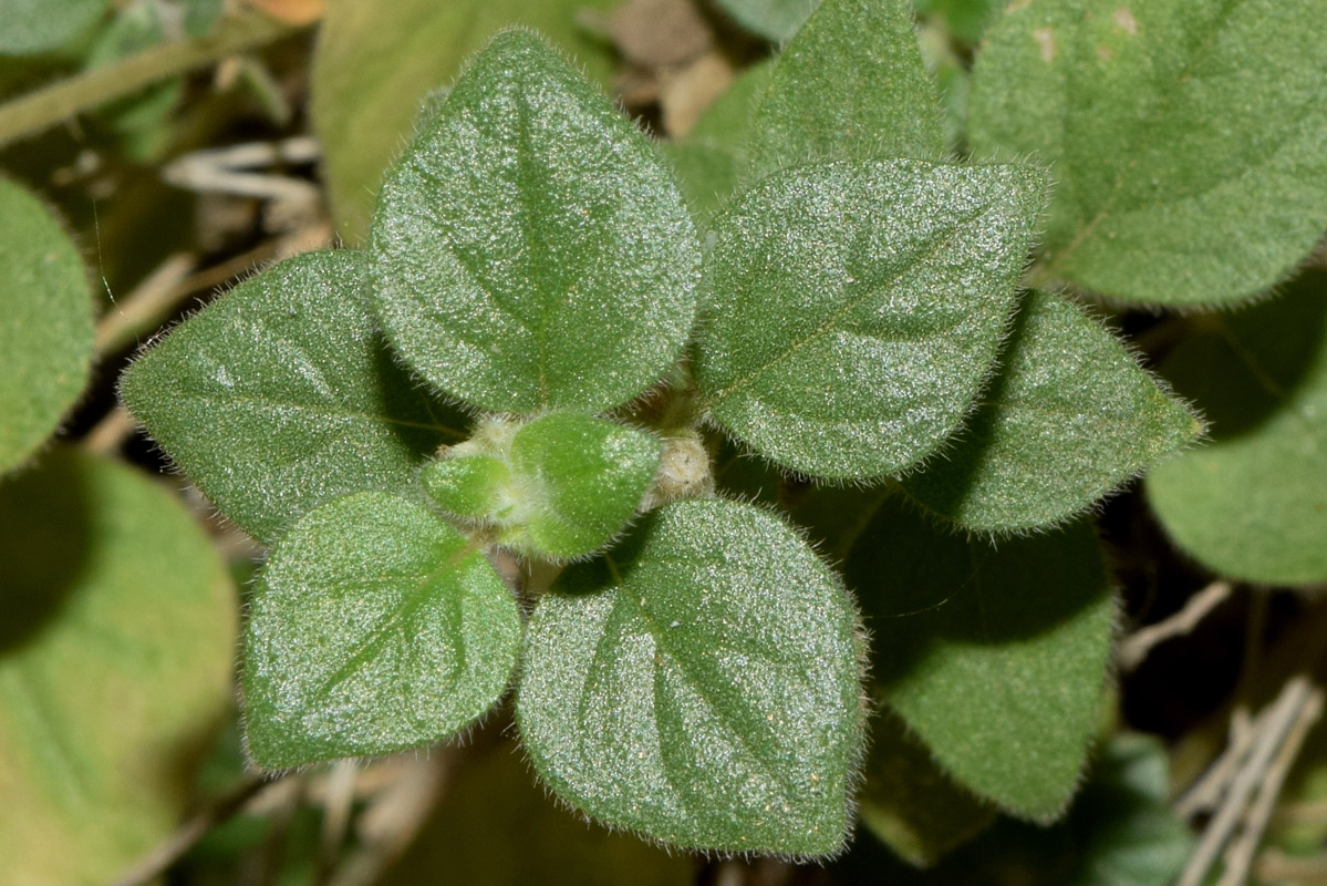 Image of Parietaria elliptica specimen.