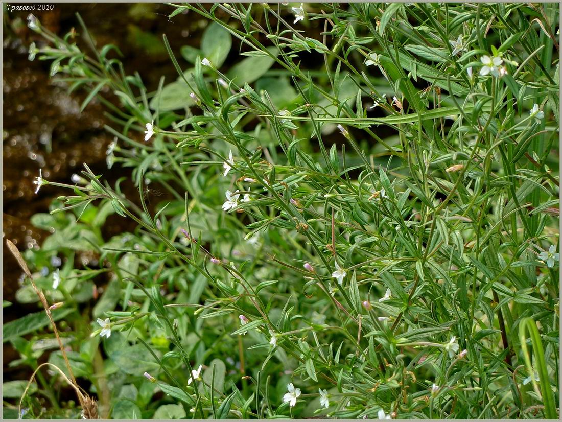 Изображение особи Epilobium palustre.