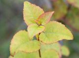 Populus tremula