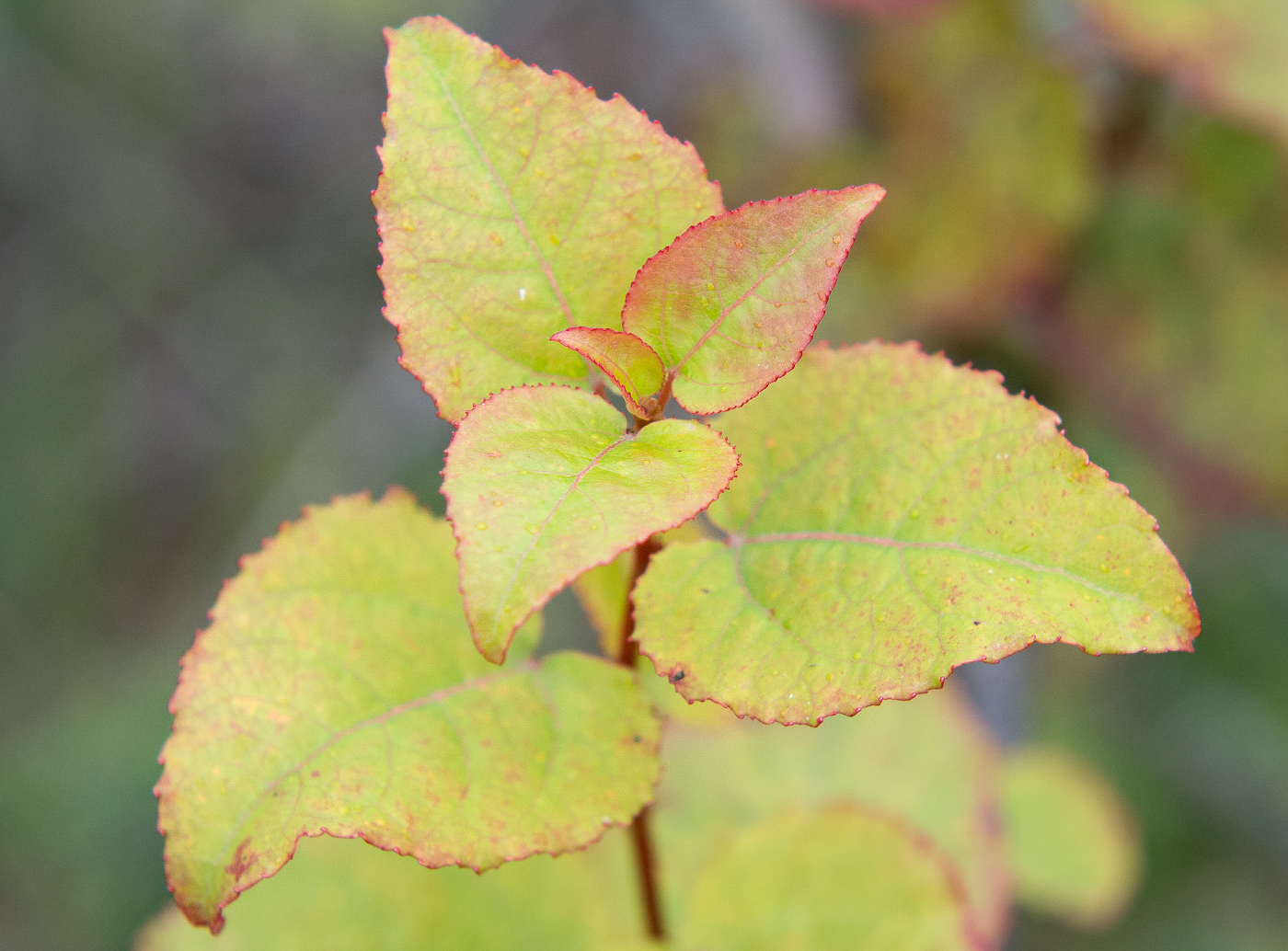 Image of Populus tremula specimen.