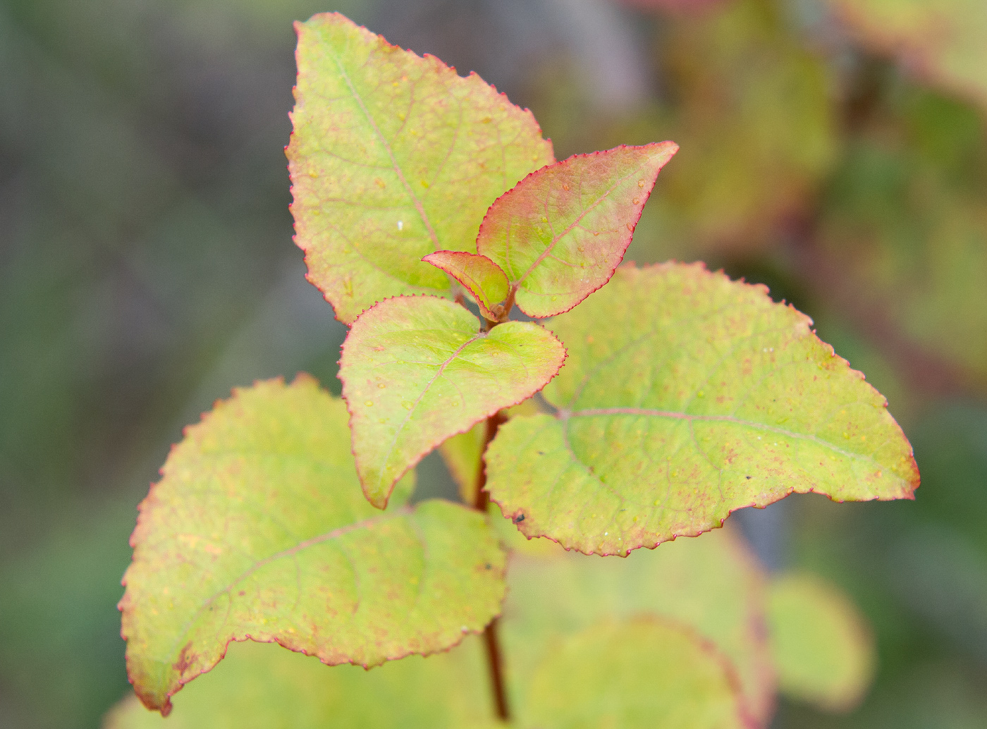 Изображение особи Populus tremula.