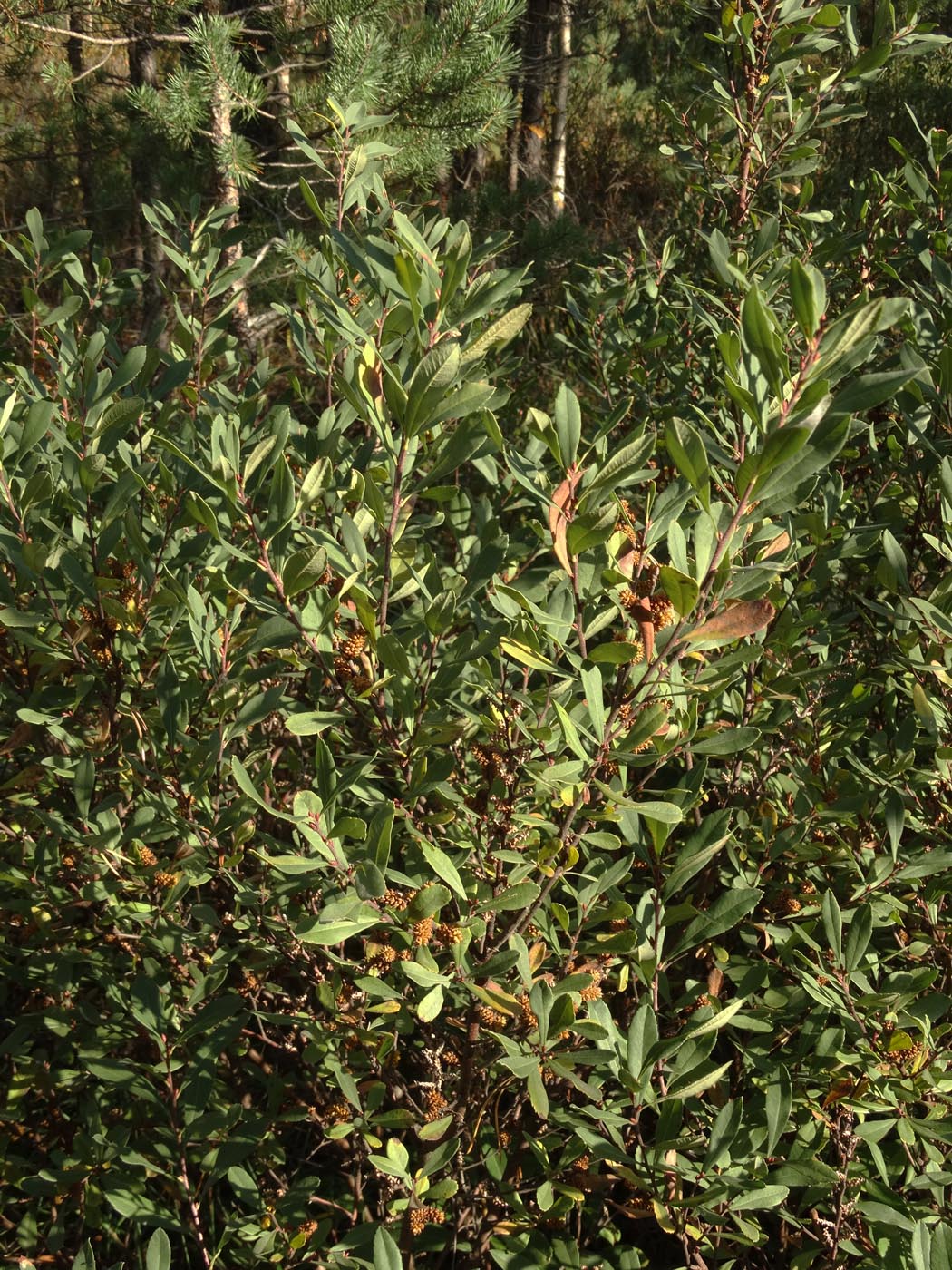 Image of Myrica gale specimen.