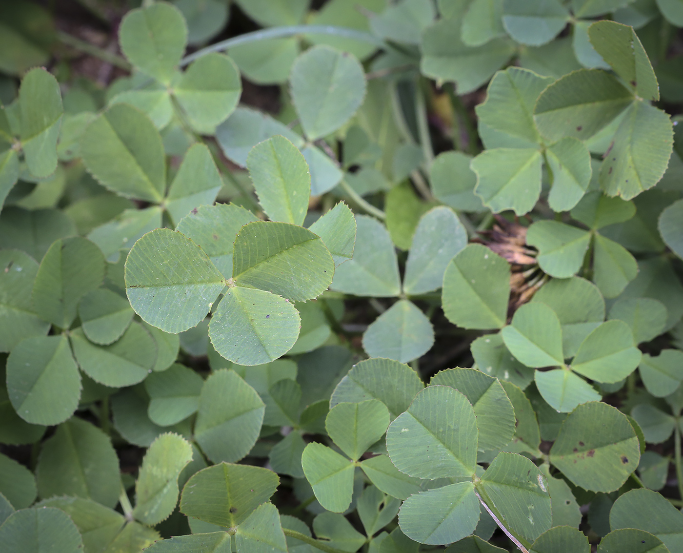 Image of Trifolium repens specimen.