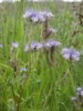 Phacelia tanacetifolia