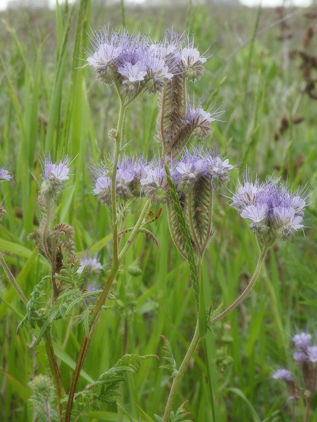 Image of Phacelia tanacetifolia specimen.