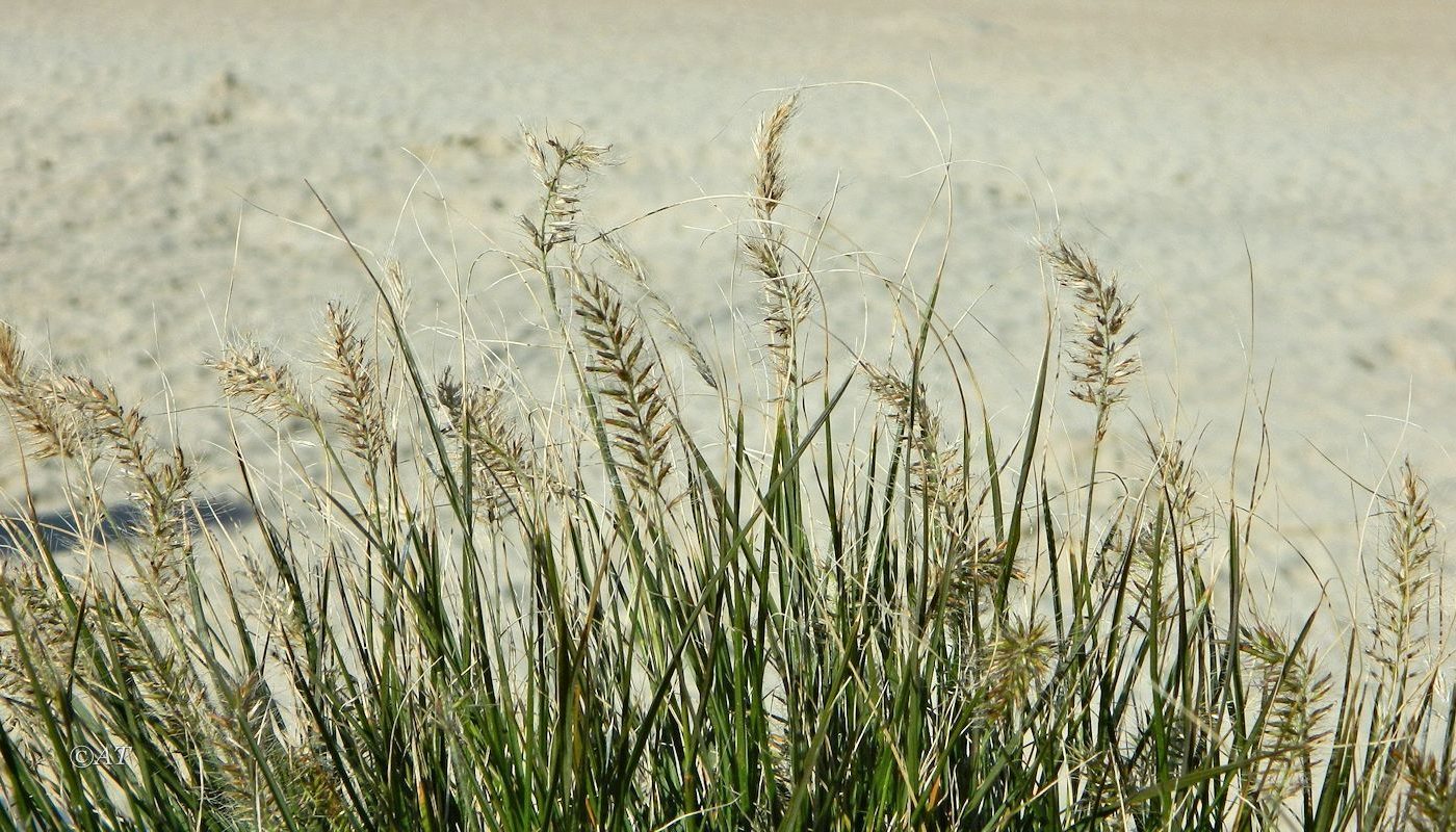 Изображение особи семейство Poaceae.