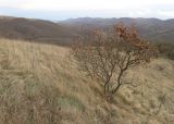 Cotinus coggygria. Куст с листьями в осенней окраске. Краснодарский край, м/о г. Новороссийск, вершина 429, остепнённый луг. 11.11.2023.