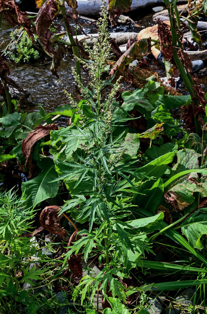 Image of Artemisia montana specimen.