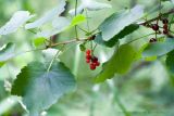 Ribes scandicum. Ветвь с плодами. Чувашия, Шемуршинский р-н, Национальный парк \"Чаваш вармане\". 10 июля 2009 г.