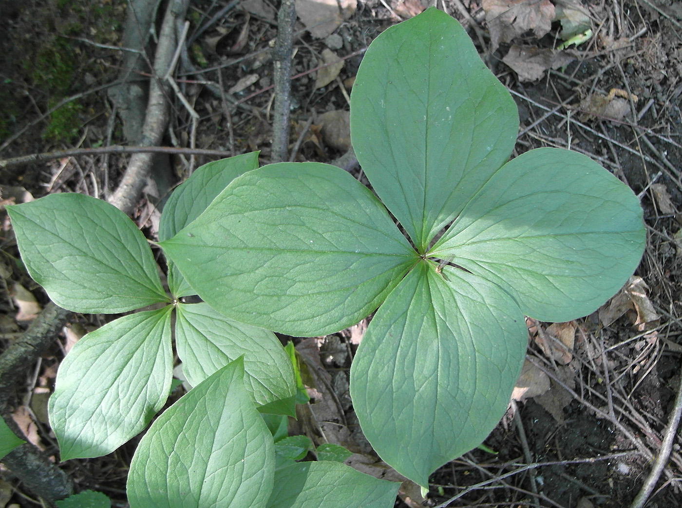 Изображение особи Paris quadrifolia.