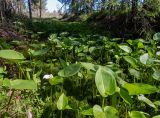 Calla palustris. Цветущие и вегетирующие растения в сообществе с Sphagnum. Московская обл., Дмитровский р-н, окр. пос. Раменский, заболоченная канава на краю бывших торфоразработок. 14.06.2023.