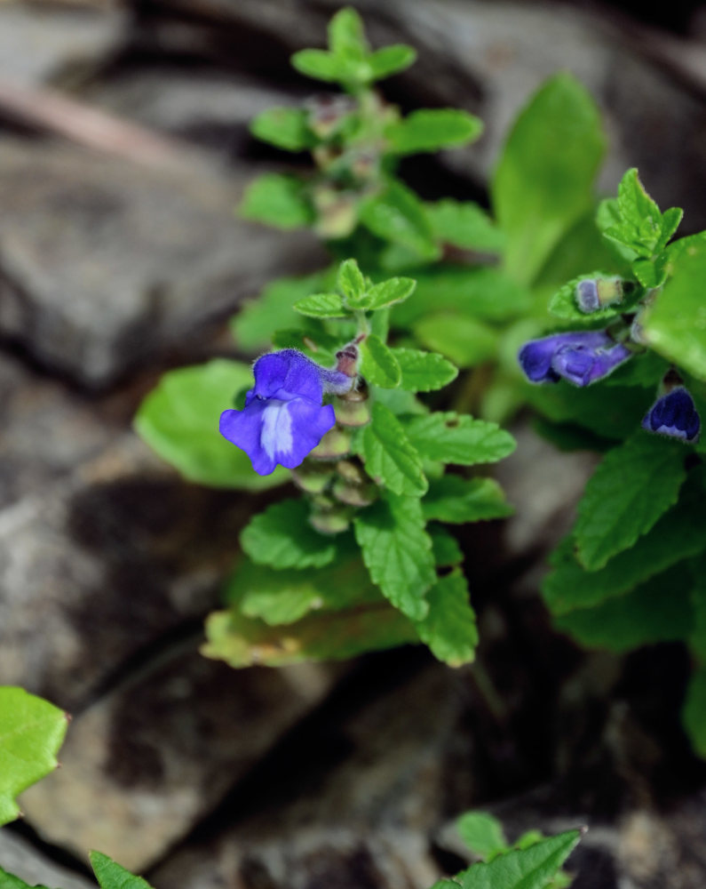 Изображение особи Scutellaria strigillosa.