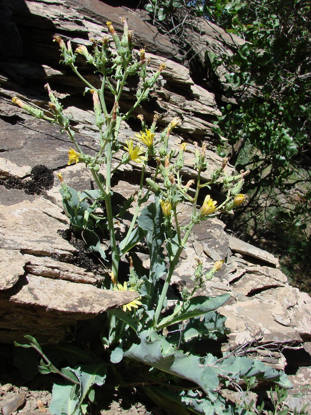 Изображение особи Steptorhamphus crambifolius.