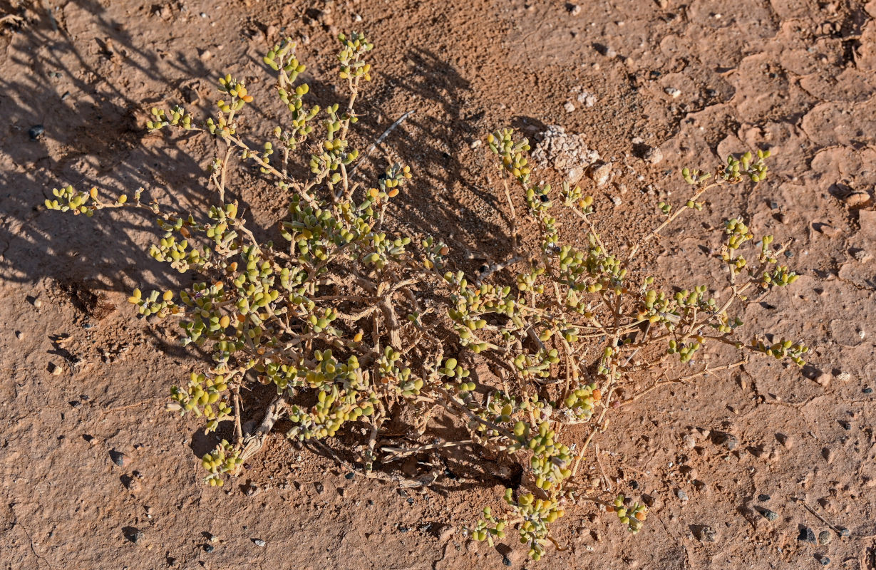 Image of Tetraena gaetula specimen.