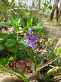 Vinca major