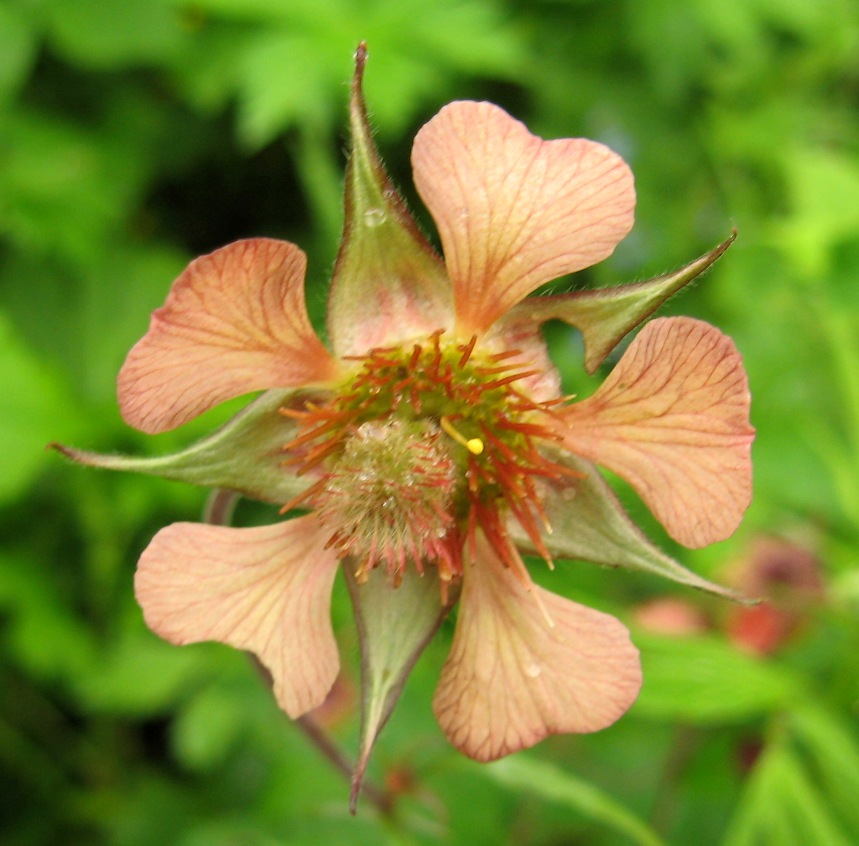Image of Geum × meinshausenii specimen.