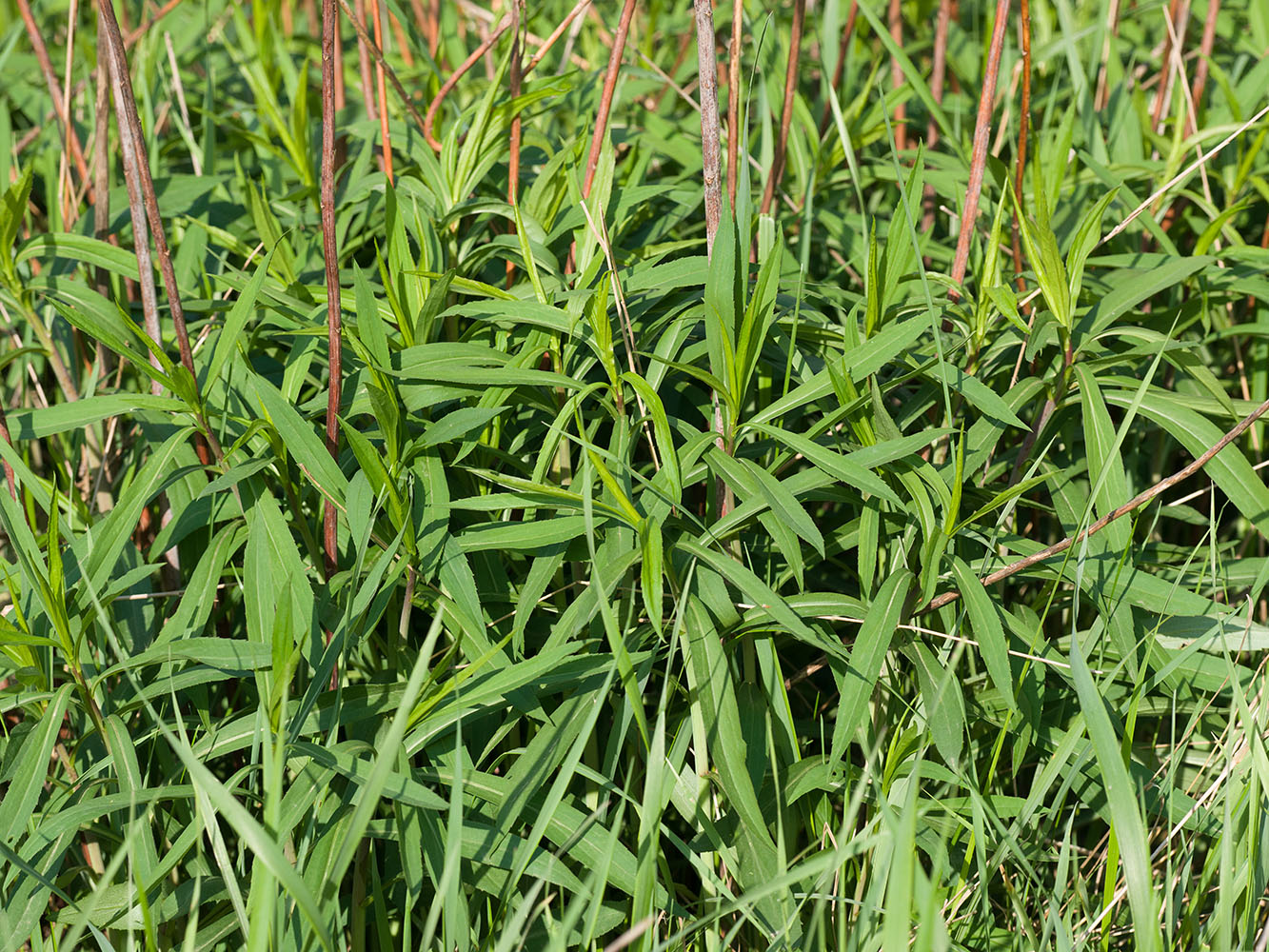 Image of genus Solidago specimen.