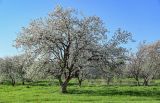 Malus domestica