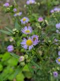 Erigeron annuus подвид lilacinus. Часть общего соцветия. Краснодарский край, г/о Сочи, Адлерский р-н, долина р. Мзымта чуть выше с. Эстосадок. 12.10.2021.