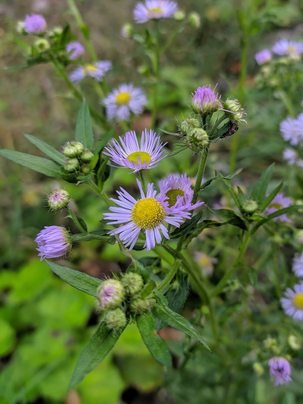 Image of Erigeron annuus ssp. lilacinus specimen.