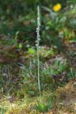 Spiranthes spiralis. Цветущее растение (высота растения 23 см; длина соцветия 11,5 см). Краснодарский край, г/о Сочи, Адлерский р-н, окр. с. Красная Воля, выс. ок. 240 м н.у.м., заросли кустарника по краю выпаса. 27 сентября 2023 г.