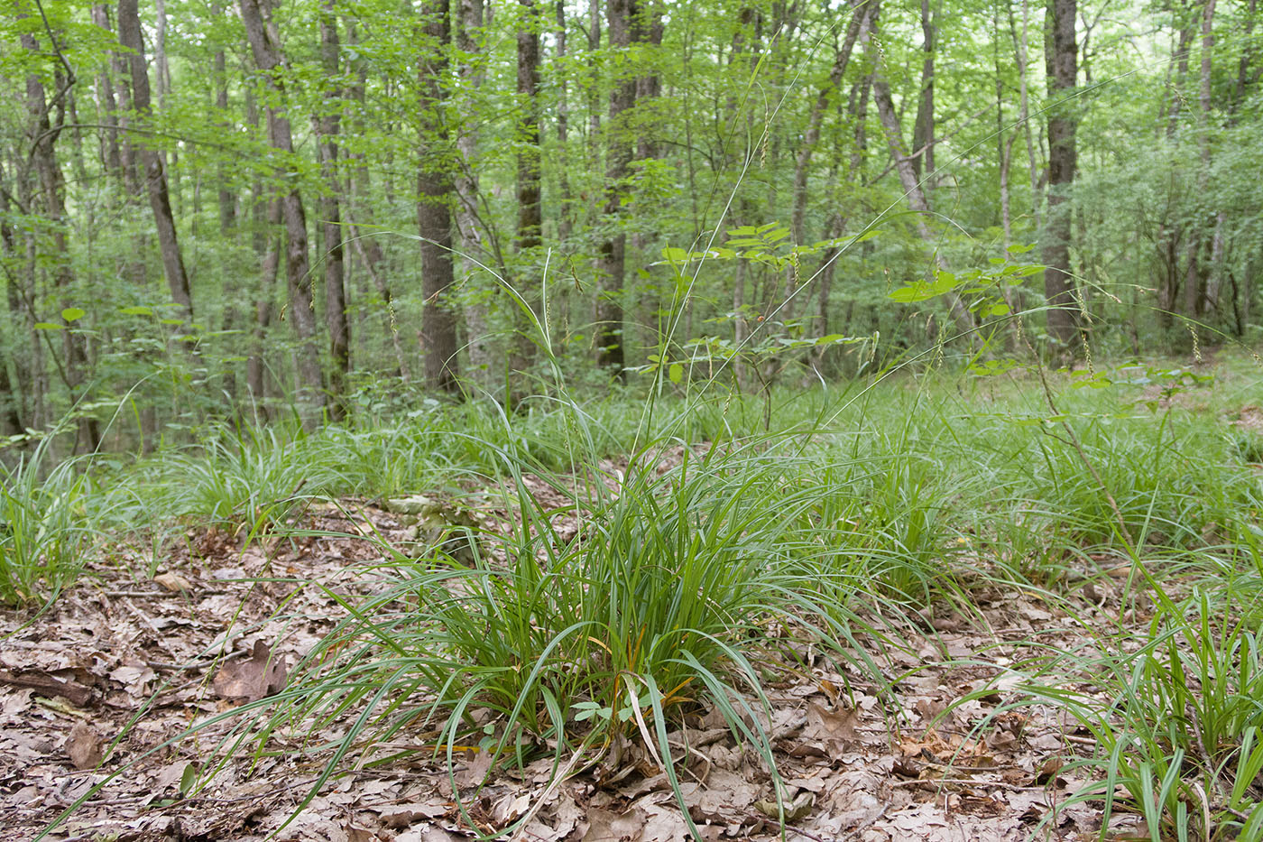 Изображение особи Carex sylvatica.