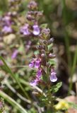 род Teucrium. Соцветие. Испания, Каталония, пров. Жирона, комарка Ла-Гарроча, муниципалитет Ла-Валь-де-Бианья, подр-н (субкомарка) Л’Альта-Гарроча, 870 м н.у.м., перевал Capsacosta, крутой склон южной экспозиции, смешанный лес, обочина дороги. 16.06.2024.