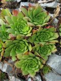 Sempervivum caucasicum. Розетки листьев. Ставропольский край, окр. Пятигорска, вост. склон горы Бештау. 21.08.2010.