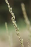 Festuca sabulosa