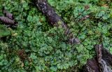 Marchantia polymorpha