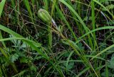 Lilium pensylvanicum