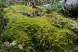 Thuidium recognitum