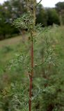 Artemisia abrotanum