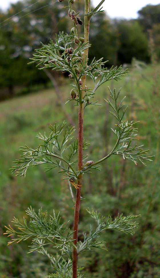 Image of Artemisia abrotanum specimen.