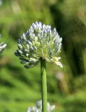 Allium caeruleum