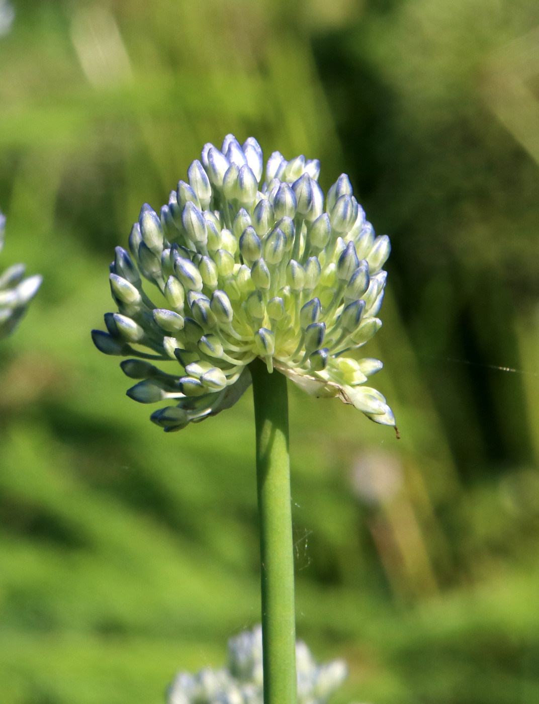 Image of Allium caeruleum specimen.