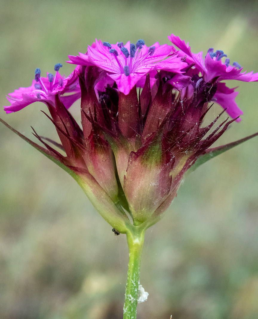 Изображение особи Dianthus capitatus.