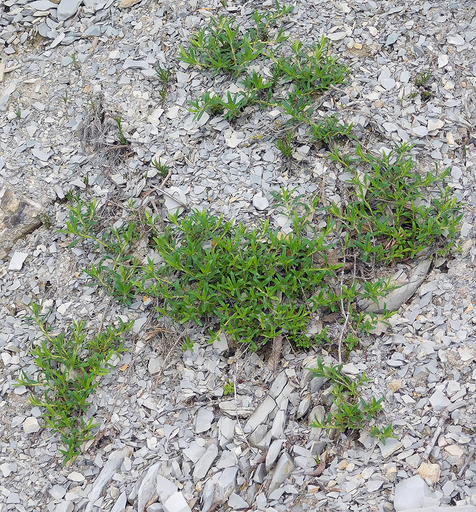 Image of Thymus elenevskyi specimen.