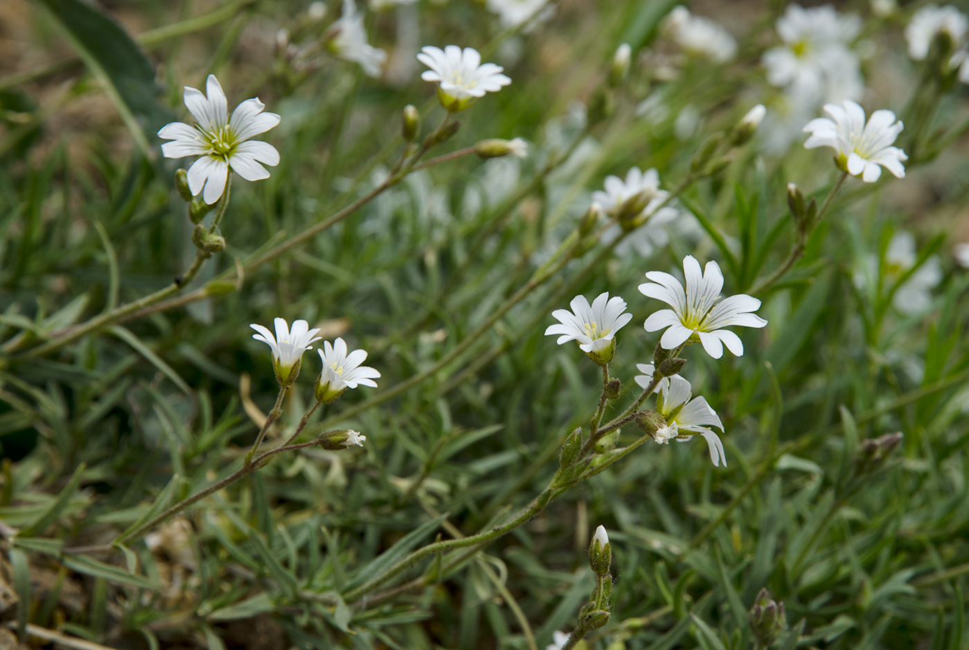 Image of Cerastium arvense specimen.