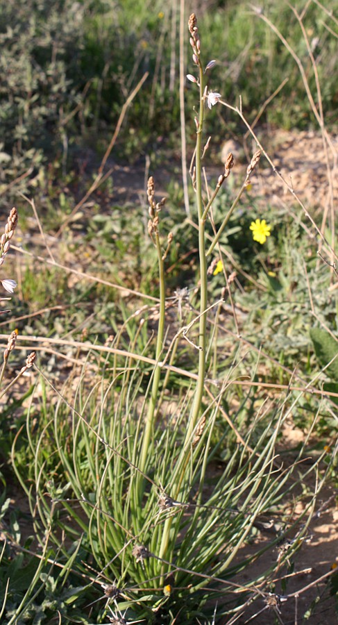 Image of Asphodelus tenuifolius specimen.