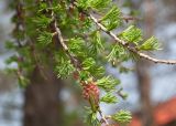 Larix sibirica