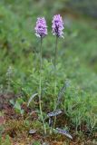 Dactylorhiza psychrophila